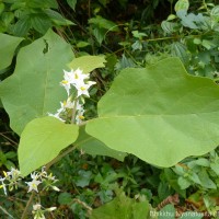 Solanum torvum Sw.